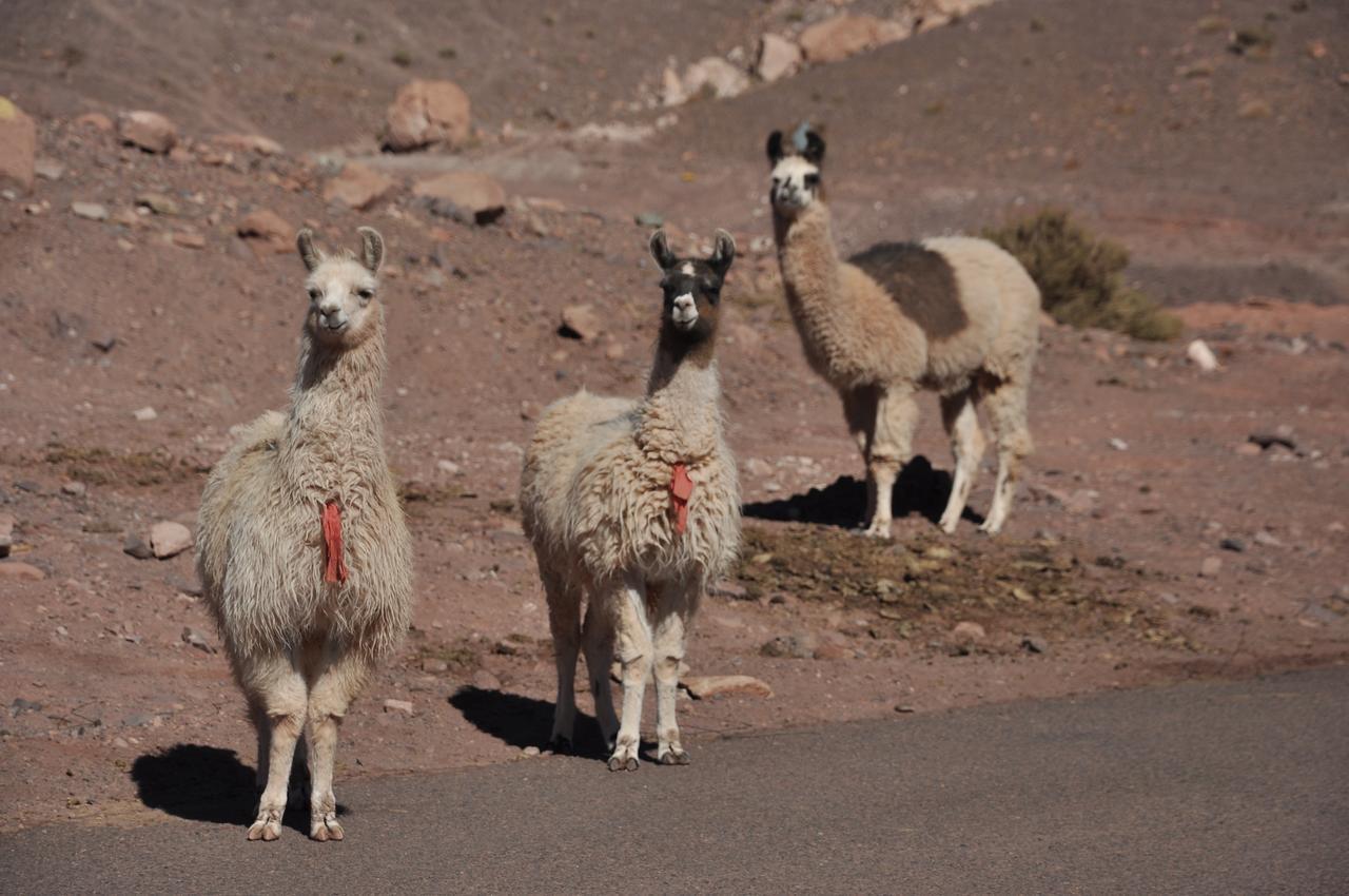 Ckamur Atacama Ethno Lodge & Spa San Pedro de Atacama Luaran gambar